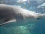 Naussicaa - Tiburón blanco (3 años)